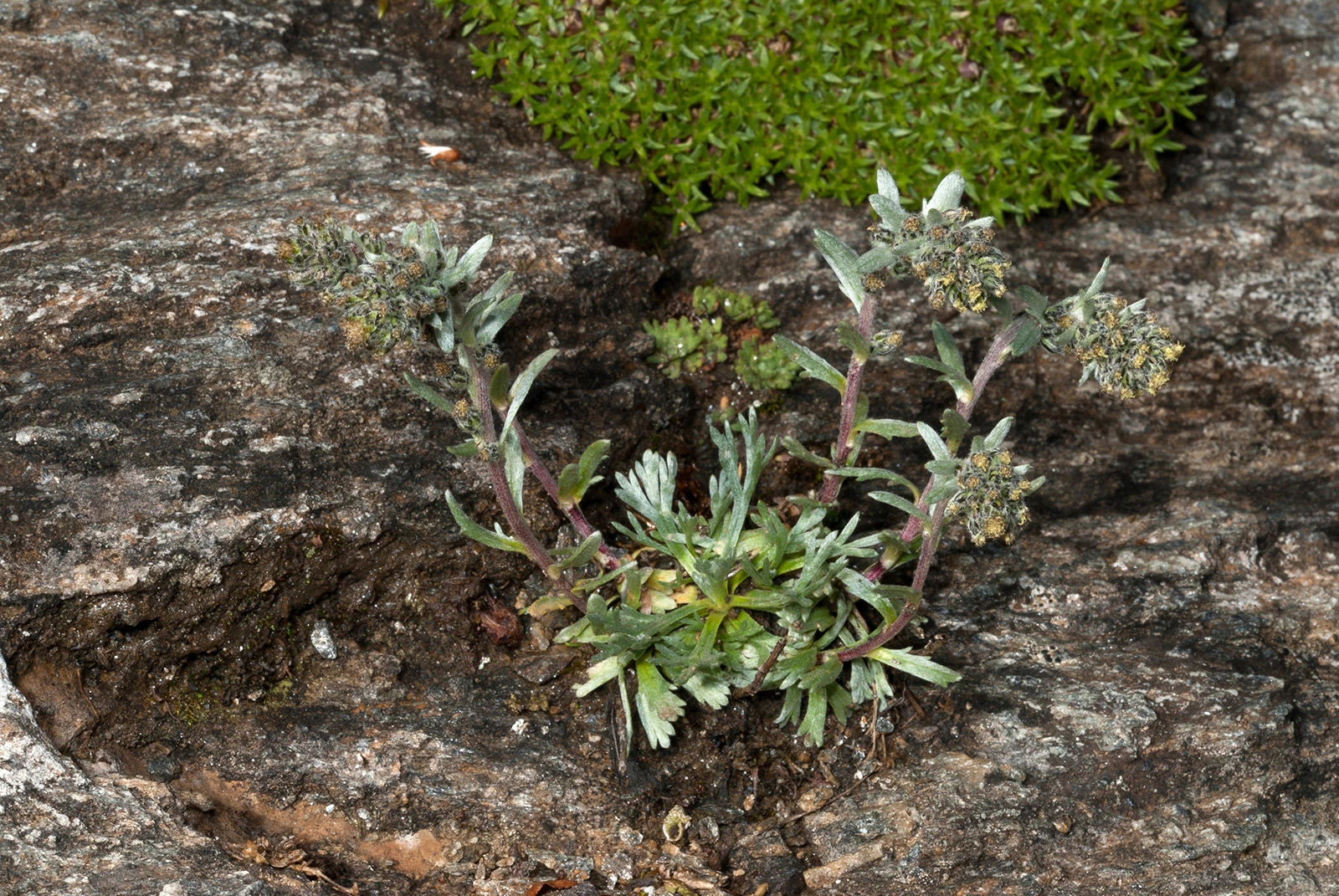 Photo Maurizio Broglio - Artemisia genipi